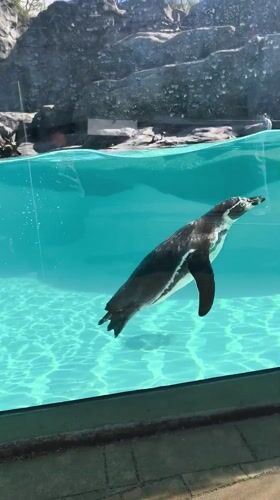 Zoo visitor documents animal encounters in Krakow