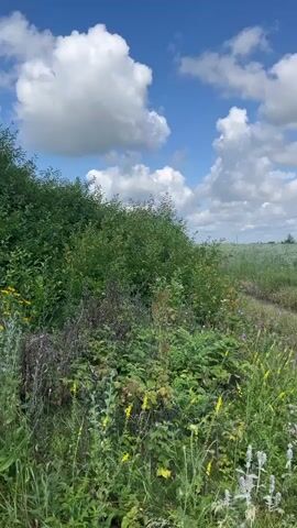 The video shows a panoramic view of a rural landscape under a bright blue sky dotted with fluffy white clouds. The foreground is dominated by lush green vegetation, including various wildflowers in shades of yellow, white, and purple, growing along a dirt path. To the left, dense bushes and greenery form a thick border. The path curves into a vast field covered in a carpet of green grass and a multitude of small white and blue flowers, stretching towards the horizon. In the distance, a line of trees marks the edge of the field, and rolling green hills are visible under the expansive sky. The camera pans slowly from left to right, capturing the serene natural beauty of the scene.