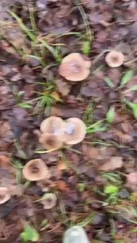 The video displays a close-up shot of several mushrooms growing on the forest floor amidst fallen leaves and blades of grass. The mushrooms are pale tan in color, with darker brown centers. Some of them have a crystalline substance, possibly ice or frost, concentrated in the center of their caps. The surrounding environment is covered in fallen leaves, pine needles, and patches of green grass. The lighting is diffused, suggesting an overcast or shaded environment. There are no people or interactions visible in the video.