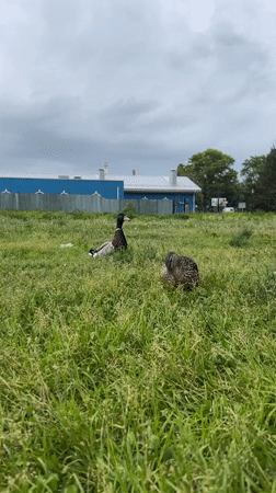 Ducks forage and swim at Votkinsk Reservoir during overcast afternoon