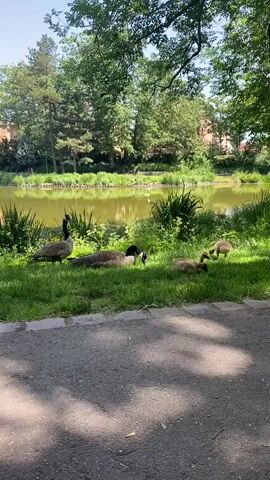 The camera is fixed on a tranquil park scene featuring a family of Canada geese by a pond. Two adult geese, along with three fluffy goslings, are resting on a patch of green grass. One adult goose is standing while the other is lying down, seemingly preening. The goslings are scattered nearby, some lying down and one standing. Behind the geese is a serene pond surrounded by lush greenery, including trees and various plants.  A paved pathway lies in the foreground, partially shaded by trees. Beyond the trees and pond, a few buildings are visible. The lighting suggests a sunny day, creating a bright and peaceful atmosphere.