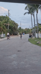 Two cyclists ride through tropical Islamorada neighborhood at night