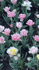 Spring afternoon scenes documented along Perm riverfront and city center