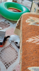 Kittens wrestle, explore, and get stuck in a jar in Konyaaltı