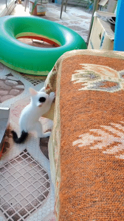Kittens wrestle, explore, and get stuck in a jar in Konyaaltı