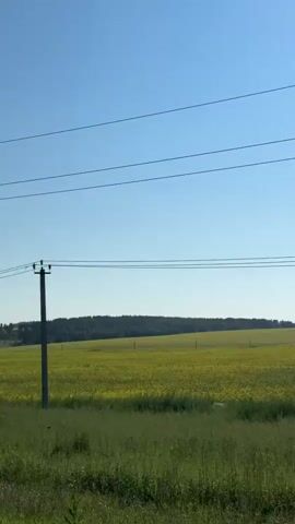 A clear, bright day with a vivid blue sky and a wide, flat expanse of green grass in the foreground. Beyond the grass is a large field of bright yellow flowers, likely rapeseed or canola, stretching to the horizon. A dark line of trees forms the distant treeline, and further in the distance, there are more rolling hills. Two tall, dark grey utility poles stand in the field, with power lines strung between them. The pole in the foreground is closer and shows its detail, with insulators on top holding the wires. The second pole is further away, partially obscured by the first. The overall impression is one of rural, open countryside bathed in sunshine.