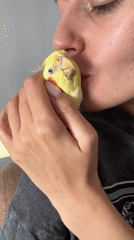 Woman bonds with pet cockatiel in Krasnoyarsk morning routine