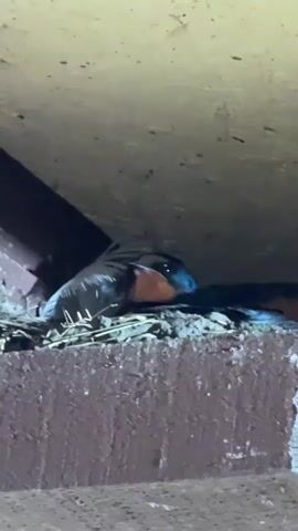 A bird is nestled in a nest made of twigs and straw. The bird has dark blue-black feathers on its back and head, and a reddish-brown throat and chest. Its underside is white. The nest is situated on a ledge made of dark reddish-brown material, possibly wood. The background is a pale, yellowish-brown surface, possibly wood or drywall, with some dark shadows indicating an overhang or enclosure. The lighting is dim, suggesting it might be dusk or inside a sheltered area.