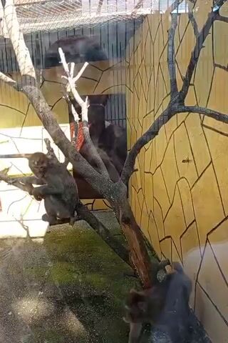 The video shows a monkey enclosure. In the foreground, a monkey is on the ground, sniffing the dirt and appears to be digging. In the background, another monkey is perched on a tree branch, looking towards the camera. A small, colorful birdhouse is visible on the wall behind the monkeys. The enclosure has a naturalistic design with trees and a rocky wall. The lighting suggests it is daytime.