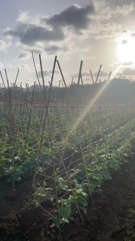 A video taken from a low angle shows rows of young plants, possibly cucumbers, growing in a field. They are supported by bamboo trellises with blue twine. The sun is setting, casting a warm glow and lens flare across the scene. The sky is partly cloudy with dramatic clouds. The ground is dark soil, and there is a path to the left with grass and some dry vegetation. In the background, more trellises are visible, and trees line the horizon. The video pans slightly to the right, revealing more of the field and the surrounding landscape. The overall impression is one of a peaceful, rural setting at dusk.