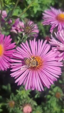A close-up shot shows a bee collecting nectar from a pink aster flower. The bee is positioned in the center of the flower, with its head turned towards the pollen. The flower's petals are elongated and pointed, and they radiate outwards from the center. The background is blurred, but it appears to be a garden with other flowers and greenery. The lighting is bright, suggesting it is daytime. The video is a short loop, showing the bee moving slightly on the flower's stamen.