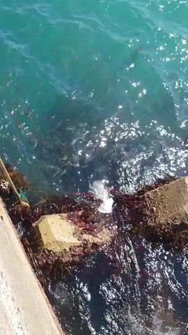 The video shows the edge of a concrete structure, possibly a pier or a sea wall, next to bright turquoise water. The water is moving with small waves and sparkles in the sunlight. A few concrete blocks, partially covered in dark-colored marine growth, are visible where the water meets the structure. Some debris, including what looks like rope and netting, are caught near the blocks. The camera angle is from above, looking down at the water's edge.