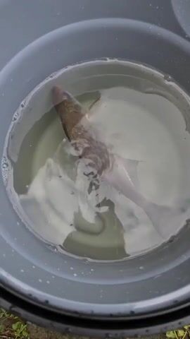 A fish is in a gray bucket filled with water. The fish is mostly submerged and appears to be moving. The bucket is outdoors, and some greenery is visible at the bottom of the frame.