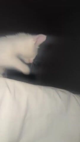 A small, fluffy white kitten with gray patches on its head and ears is shown in close-up. The kitten has reddish discoloration or irritation around its blue eyes and in its ears. It is positioned on a white sheet against a dark, out-of-focus background. The kitten looks down, then briefly up, shifting its gaze and appearing curious. The lighting is dim, suggesting it is either evening or night. Soft cat sounds, possibly tiny meows or purrs, can be heard in the background. No specific location cues or text are visible.