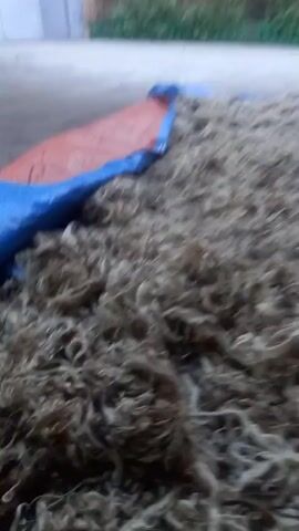 A person is using a rake to spread out a large pile of coconut coir on a blue and orange tarp. The coconut coir is brown and fibrous. The rake has a metal handle and tines. The scene appears to be outdoors, with a brick wall and some greenery in the background. The lighting is overcast.