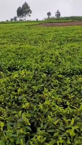 The video shows a vast tea plantation on a hillside under a cloudy sky. The tea bushes are lush green, creating a dense carpet of foliage. In the background, there are some scattered trees and a small, wooden structure. A cell tower is visible far off. The camera slowly pans across the landscape, highlighting the scale of the plantation.