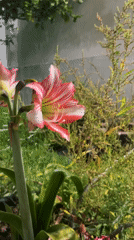 Blooming amaryllis flower documented in Veracruz garden