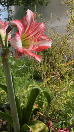 Blooming amaryllis flower documented in Veracruz garden