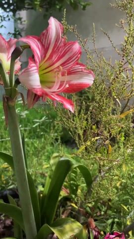 The video shows a close-up of a red and white striped amaryllis flower in a garden. The flower is in full bloom, with its petals spread wide open. The background is a lush green garden with various plants and shrubs. The flower is the main focus of the shot, and its bright colors stand out against the green foliage. The camera is mostly static, though it does move very slightly to keep the subject in focus.