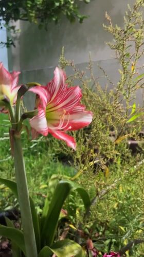 Blooming amaryllis flower documented in Veracruz garden