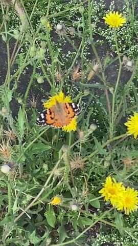 A butterfly with orange and black wings rests on a yellow flower. The butterfly is centered in the frame. The background is out of focus and consists of green leaves and other yellow flowers. The video is a close-up shot of the butterfly.