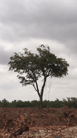 Morning street life documented across Abuja neighborhoods