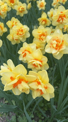 Daffodils bloom in Saint Petersburg field