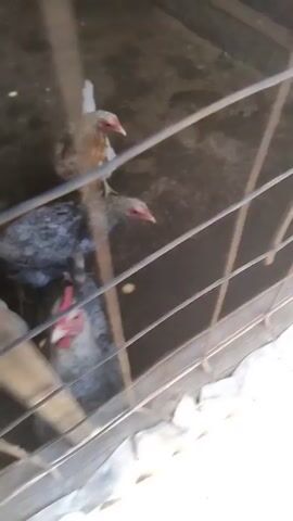 A close-up video shows a group of young chickens inside a wire mesh cage. The chickens are various shades of white, gray, and reddish-brown. They are huddled together, pecking at the ground or each other. The floor of the cage appears to be dirt and straw. The lighting is dim, and the camera is slightly shaky. Some of the chickens have red combs.