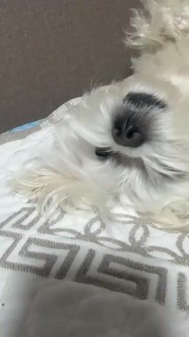 The video shows a close-up of a small, white, fluffy dog lying on its back. The dog's eyes are closed, and its nose is visible with dark pigment. Its fur is tousled, and its belly is exposed, revealing pink skin and some faint markings. The dog appears to be sleeping or resting comfortably. The background is out of focus, but a textured surface, possibly a couch or blanket, is visible behind the dog, with a geometric pattern. The lighting suggests an indoor setting, possibly daytime given the lack of artificial lighting cues. The overall mood is peaceful and relaxed, capturing a moment of canine repose. There is no visible text in the video.