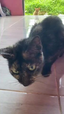 A tortoishell cat is in the foreground, looking down with its head tilted. In the background, an orange cat is visible through an open doorway, standing in a grassy area. The foreground is tiled flooring and the background is pink wall and grass.