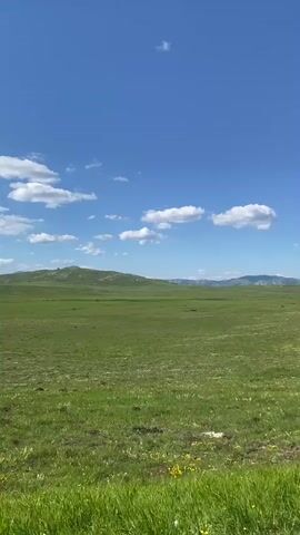 A horizontal video pans across a vast, green, rolling landscape under a bright blue sky dotted with fluffy white clouds. The foreground is a field of tall green grass with scattered white and yellow wildflowers. In the midground, the landscape continues as a wide, open, grassy plain, with a large, rounded hill in the distance. Further in the distance, hazy mountains can be seen on the horizon. The overall impression is one of a serene, natural environment on a clear, sunny day. There are no people or man-made objects visible in the video.