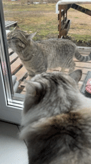 Cats observed in quiet morning moments in Russian village