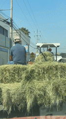 Passenger and dog ride atop hay bales on truck