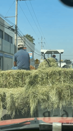 Passenger and dog ride atop hay bales on truck