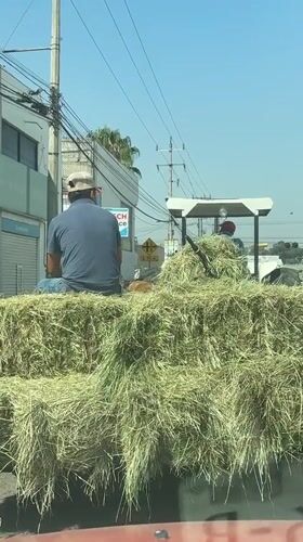 Passenger and dog ride atop hay bales on truck
