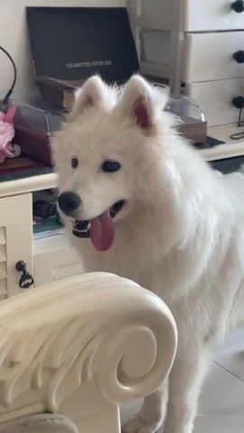 A white Samoyed dog with its tongue hanging out is looking towards the camera. The dog is in focus and is in the center of the frame. Behind the dog is a white cabinet with a drawer. On top of the cabinet is a wooden box with books. To the left of the cabinet is a portion of a cream-colored chair. The background is blurred and appears to be an indoor setting. The video is 2 seconds long.