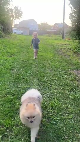 A small child with blonde hair runs towards the camera on a grassy path. In the background, there are houses and trees. The camera then pans down to a fluffy Pomeranian dog standing on the grass. The dog has a white and tan coat and is looking at the camera with its mouth open as if panting. The environment is outdoors with green grass and trees.