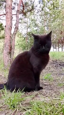 A black cat with bright yellow-green eyes is sitting in an outdoor setting. The cat is facing towards the viewer initially, then slowly turns its head to look to its right. It has sleek black fur and a calm, alert expression. The background features several thin tree trunks, likely pines, with green foliage further back, suggesting a forest or wooded area. The ground around the cat is a mix of dry, light-brown leaves or pine needles and patches of vibrant green grass. The lighting suggests it is daytime.