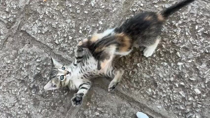 Two kittens are playing on a rough, gray, stony surface. One kitten, mostly gray with black stripes and blue eyes, is lying on its back, looking up with its mouth slightly open. The other kitten, a calico with patches of black, brown, and orange, is on top of the first kitten, appearing to wrestle with it. The calico kitten's tail is raised, and its body is partially obscuring the tabby kitten. The lighting suggests it is daytime.
