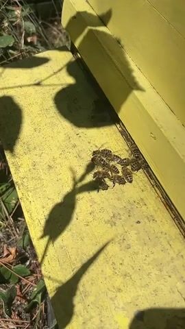 A close-up shot shows several honeybees clustered together on the yellow surface of a beehive. The bees are a mix of brown and black, with visible wings and segmented bodies. Some bees are facing towards the right, while others are positioned facing left. The yellow surface appears to be slightly weathered. Shadows of leaves are cast across the scene, indicating an outdoor environment with vegetation nearby. The sunlight highlights the bees and the hive's surface, creating a dappled effect.