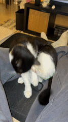 Cat grooming on lap observed in Yaiza, Spain