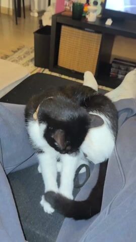 A black and white cat with a yellow collar is sitting on a person's lap wearing gray sweatpants and socks. The cat is licking and cleaning its white paws, with pink paw pads visible. The background includes a black TV stand with shelves, a TV displaying a sports game, and a light-colored patterned rug. The cat is actively grooming, rotating and stretching to reach different parts of its body. The video is shot from a first-person perspective, looking down at the cat on the person's lap.