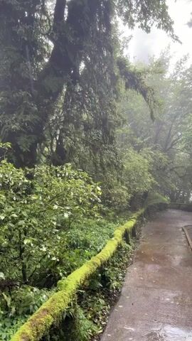 The video shows a walkway through a misty forest. The walkway is paved and curves to the right. A moss-covered railing runs along the left side of the walkway. Lush green vegetation, including trees and bushes, surrounds the walkway. The trees are tall and appear to be covered in moss and other epiphytes. The mist creates a soft, diffused light and obscures the background, giving the scene a serene and otherworldly atmosphere. The ground is wet, suggesting it has recently rained or is still raining. No people or animals are visible in the video.