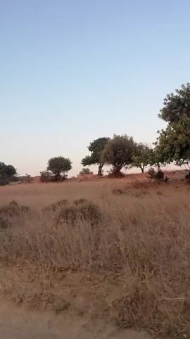 The video shows a dry, grassy landscape under a clear blue sky. There are several trees scattered across the scene, some with sparse foliage. In the foreground, a dirt path is visible, and to the left, a pink object, possibly a balloon, lies on the ground. Further back, a line of round hay bales can be seen on a small hill. The lighting suggests it is either early morning or late afternoon.