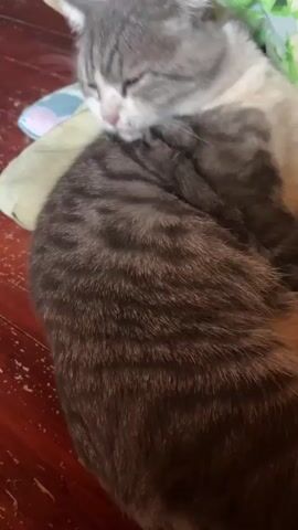 A grey and white cat is grooming its paw. The cat is lying down on a wooden surface with a patterned blanket behind it. The cat licks its paw, then pauses and looks at the camera with its eyes open and a stern expression.