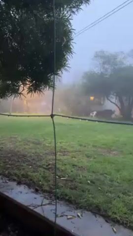 The video shows an outdoor backyard scene on a foggy day. The ground is covered in green grass with patches of mud. A black netting is positioned in the foreground, partially obstructing the view.  A tree is on the left side of the frame. In the background, trees and a building are visible through the fog. The lighting is dim, with a warm glow from an unseen source. There are no people or animals visible. There are small puddles and wet patches on the ground, likely from rain or dew.  The camera appears to be stationary.