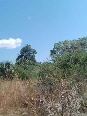 The video shows a landscape with dry grass and trees under a bright blue sky with scattered white clouds. The camera pans slowly from left to right, revealing more of the vegetation and sky. The overall scene appears to be a natural outdoor environment, possibly a savanna or grassland, with a clear and sunny day.