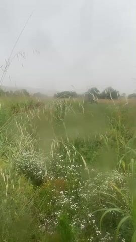 The video is a vertical, handheld shot of a natural landscape under overcast skies. The foreground is dominated by tall grasses and small white wildflowers. The middle ground shows a field of greenery and scattered trees. The background is a hazy expanse of hills or mountains, obscured by mist or fog. The overall impression is one of a damp, slightly muted, and natural environment.