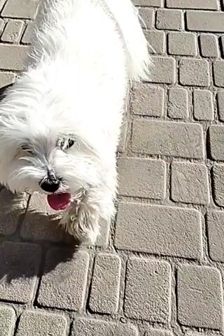 The media file features a white, fluffy dog, likely a West Highland White Terrier or a similar breed, outdoors on a paved patio. The dog is the primary subject, and in some frames, a person's hands are visible interacting with the dog, seemingly encouraging it to stand on its hind legs. There are also glimpses of other people, including a child in a pink top and white shorts, and another individual in the background wearing a white shirt and shorts. The scene appears to be set during the daytime, with clear sunlight casting shadows on the pavement. The overall mood seems playful and joyful, as suggested by the dog's excited posture and the human interaction. The setting appears to be a residential area or a park, given the paved ground and the presence of people. No visible text is present in the media file.