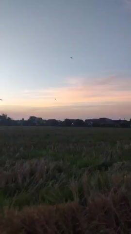 A video captures a wide shot of a field with dry grass in the foreground and green grass further back. In the distance, a line of houses with scattered lights is visible against a pale blue and pink sky, suggesting either dawn or dusk. Several birds are seen flying in the sky. The camera pans slightly, causing the foreground grass to blur.